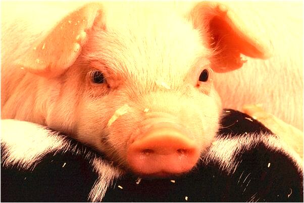 夢到了狗變鳥代表著什麼？_周公解夢官網