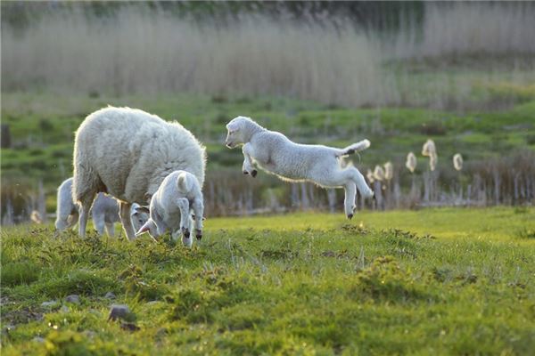 2015屬羊人全年運勢_十二生肖