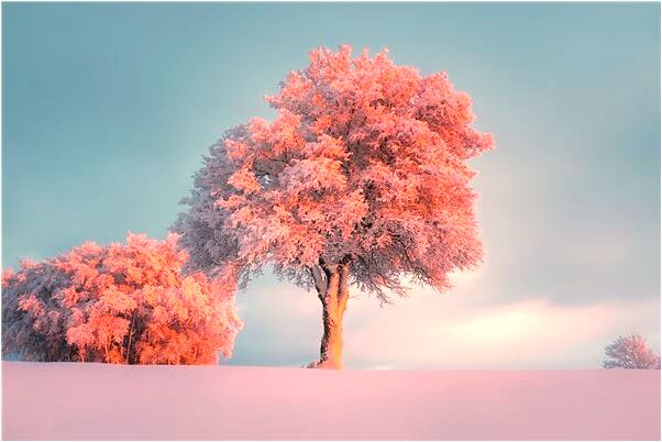 夢到了把明星弄哭代表著什麼？_周公解夢官網