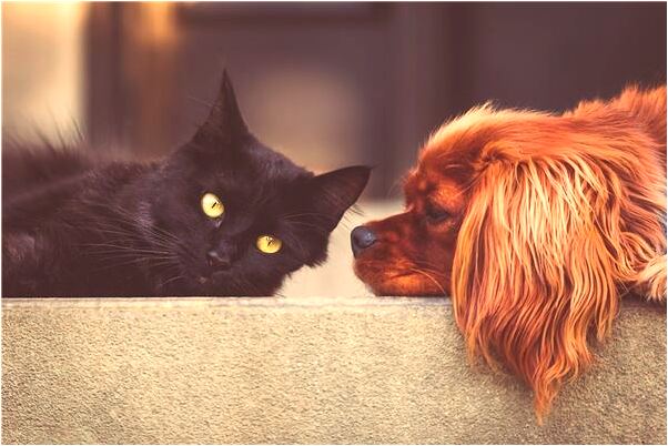 夢到自己的狗被人殺了是什麼意思？_周公解夢官網