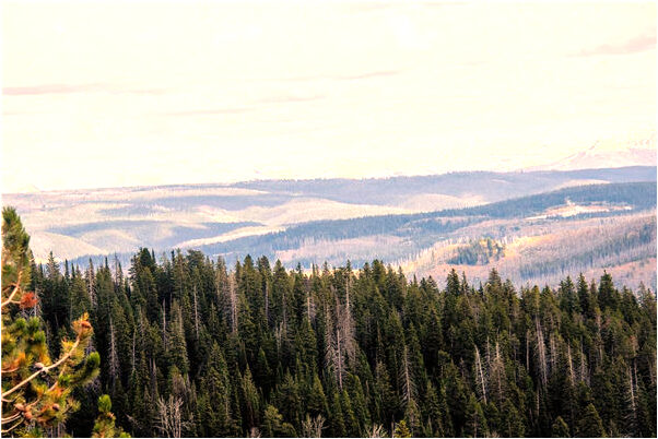 夢見猴咬住我的乳頭和手指是啥意思_周公解夢官網