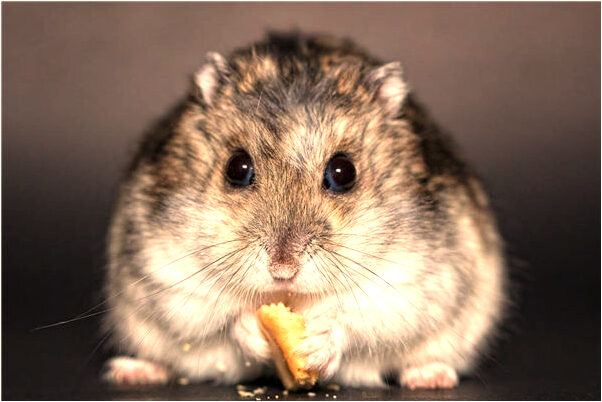 夢見劍砍人有什麼寓意嗎_周公解夢官網