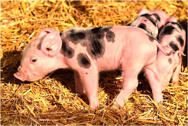 夢到主動給我錢是啥意思_周公解夢官網