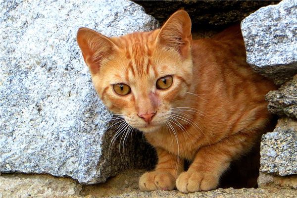 夢見和貓做愛是怎么回事_周公解夢