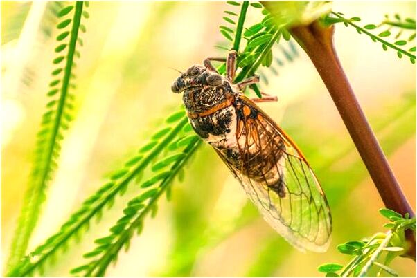 夢到媽吃狗是什麼意思_周公解夢官網
