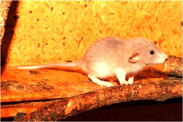 夢到了許多人在一起玩是凶兆還是吉兆_周公解夢官網