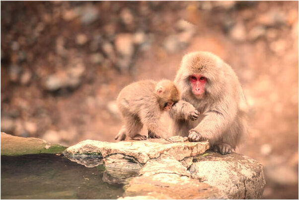 夢到給鯨魚換水是什麼預兆?_周公解夢官網