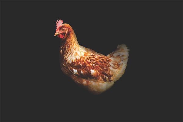 屬雞和什麼屬相相配？_十二生肖