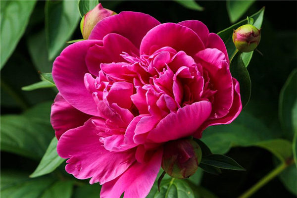 夢到芍藥花是什麼意思_周公解夢