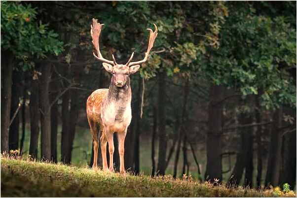 夢到女人自己懷孕了女孩是咋回事_周公解夢官網