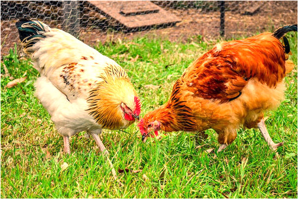 夢見台上和其他人一起唱歌會是什麼預兆_周公解夢官網