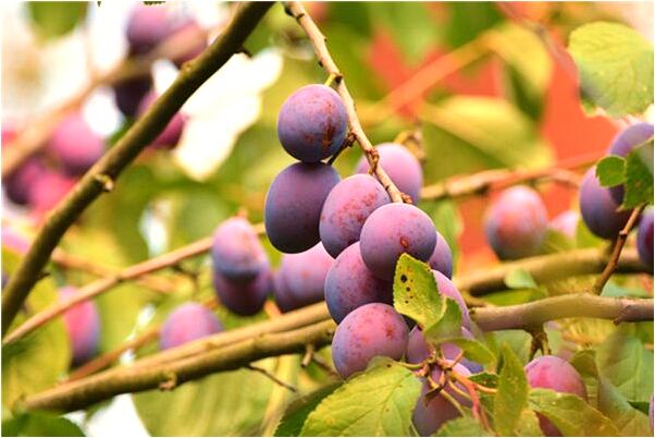 夢到了給醫生講物理題是什麼預兆_周公解夢官網