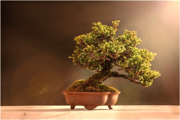 夢到了昏暗中來到小山前意味著什麼_周公解夢官網