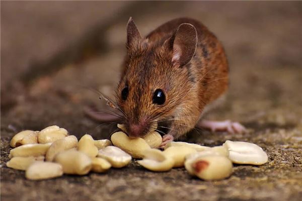 72年屬鼠的家宅運_十二生肖