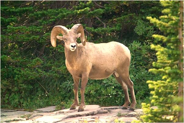 夢到了情人來了代表什麼_周公解夢官網