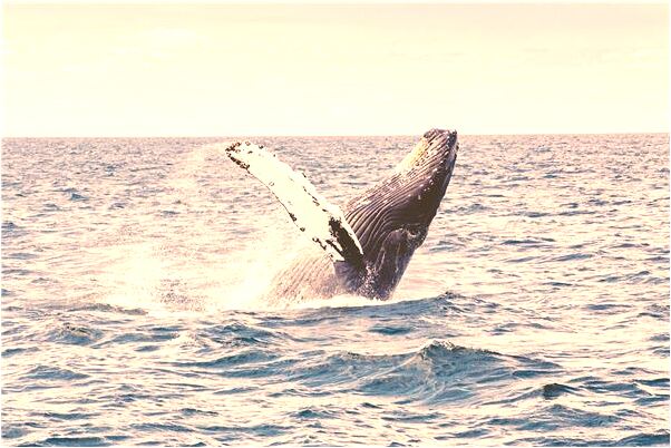 夢見我的武功較高是好事還是壞事_周公解夢官網