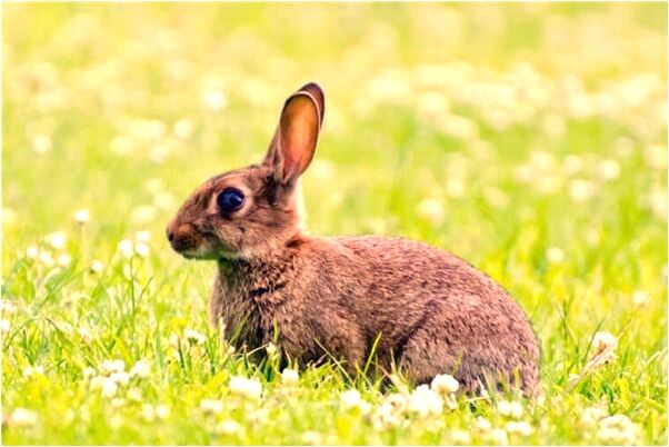 夢見活著的母親去世有什麼意義嗎_周公解夢官網