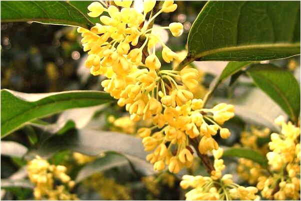 夢見小黑驢栓在樹會怎么樣_周公解夢官網