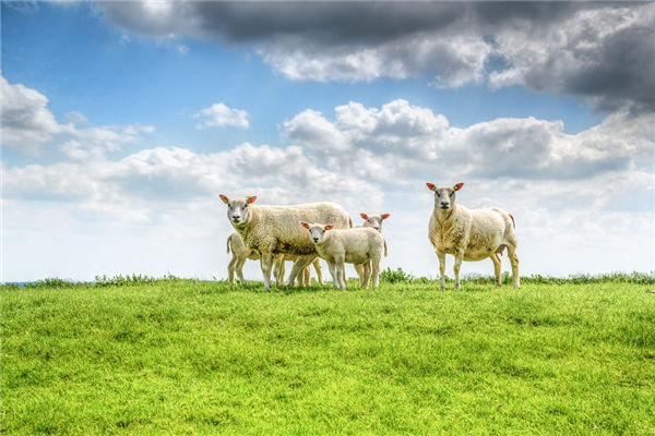 2003年屬羊的8月生好不好_十二生肖