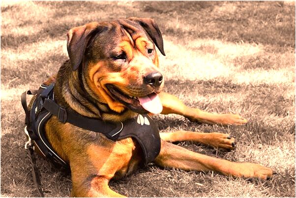 夢到了天上飛著仙女是什麼意思？_周公解夢官網