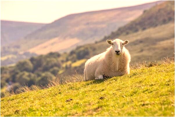 夢到了長出很多花是好是壞_周公解夢官網