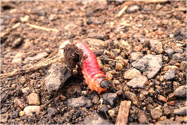 夢到頭上綁了四條蛇是好是壞_周公解夢官網