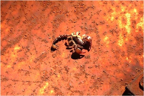 夢到了猴吃貓意味著什麼_周公解夢官網