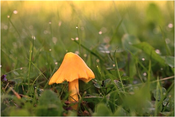 夢到自己跑被警察抓住什麼預兆_周公解夢官網