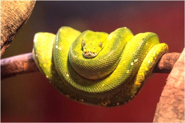 夢見釣到魚又放掉有什麼含義_周公解夢官網