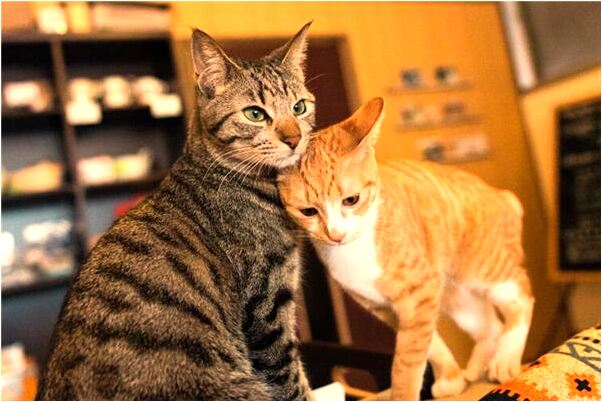 夢到春節一直待在叔叔家好不好_周公解夢官網