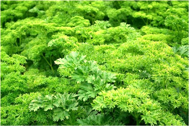 夢到以前男同事肛門有病去探望是凶兆還是吉兆_周公解夢官網