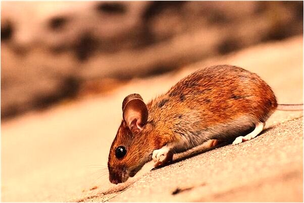 夢到了提著糧食去做月餅意味著什麼_周公解夢官網
