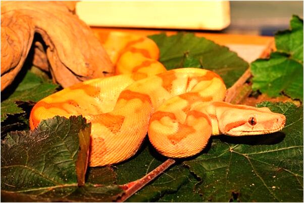 夢到龍捲風過後的情景代表什麼_周公解夢官網