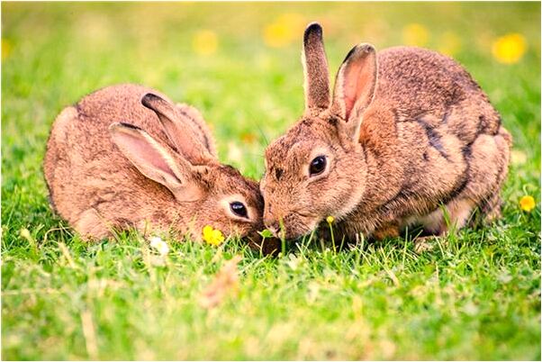 夢見別人抱一對雙胞胎男孩預示什麼_周公解夢官網