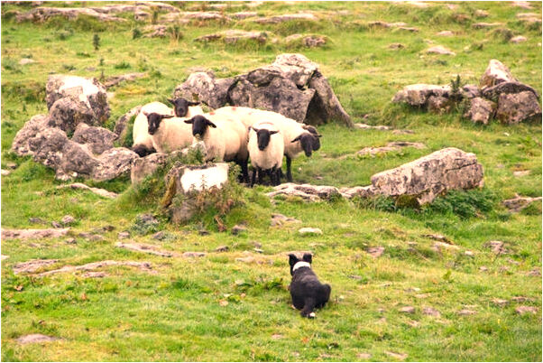 夢到包掉到水井有什麼徵兆_周公解夢官網