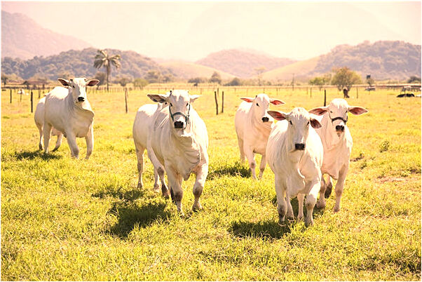 夢見老爸身體不適是什麼意思_周公解夢官網