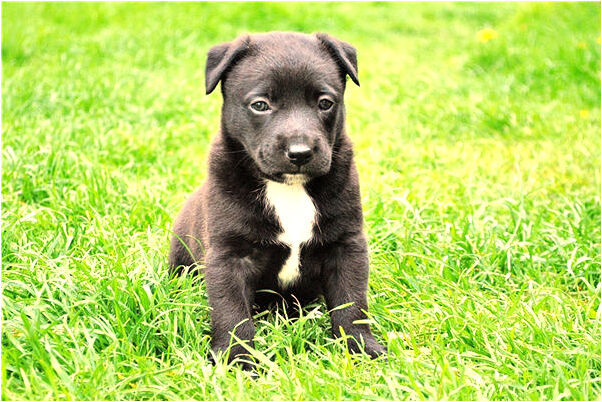 夢到自己挖藥材代表著什麼?_周公解夢官網