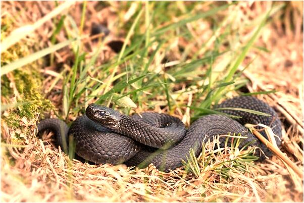 夢到別人和女人做愛出血預示什麼_周公解夢官網