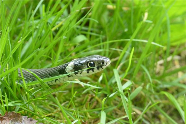屬蛇男2021年年歲表_十二生肖