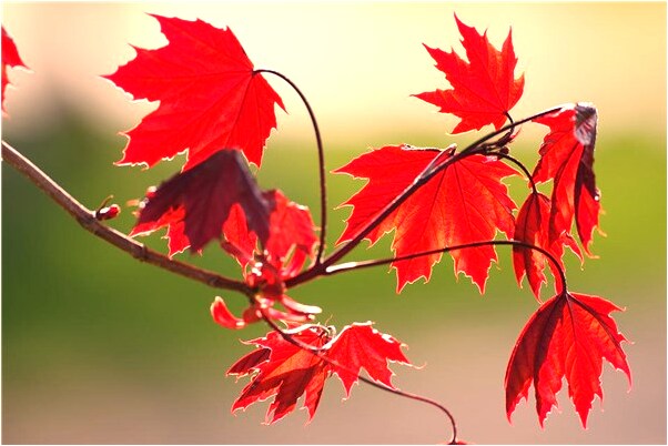 夢到自己光著屁股跑代表著什麼_周公解夢官網