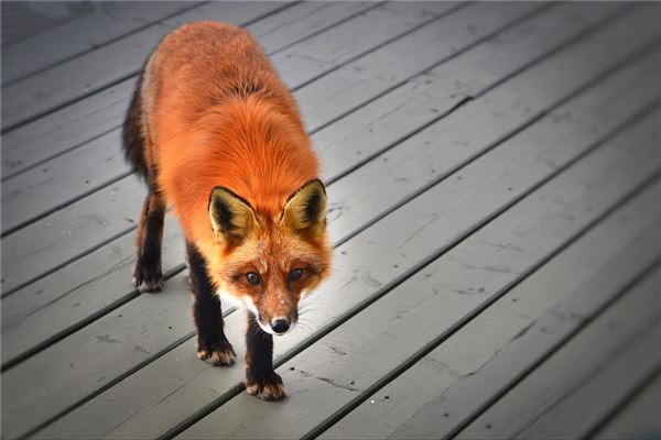 夢見紅狐狸_周公解夢