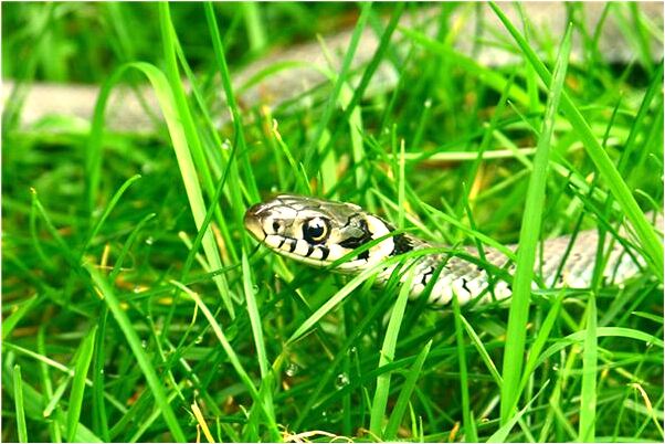 夢到哥哥拿刀刺我鎖骨那好不好_周公解夢官網