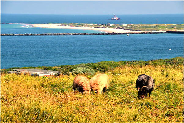 夢到去世的親人對自己笑有什麼意思_周公解夢官網