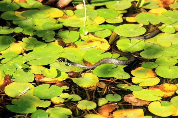 夢見黑花蛇是好事還是壞事_周公解夢