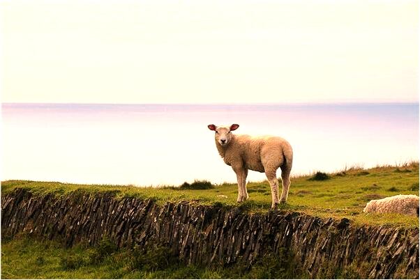 夢見新談了男朋友對我可好意味什麼_周公解夢官網