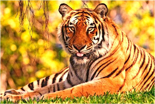 夢到了左眼被人用嘴挖掉預示著什麼_周公解夢官網