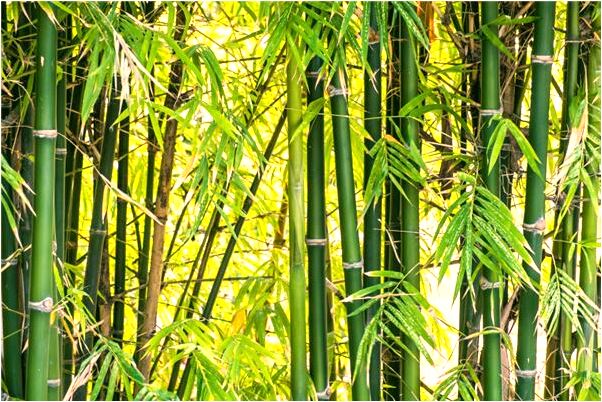 夢見父親對我發火有何寓意_周公解夢官網