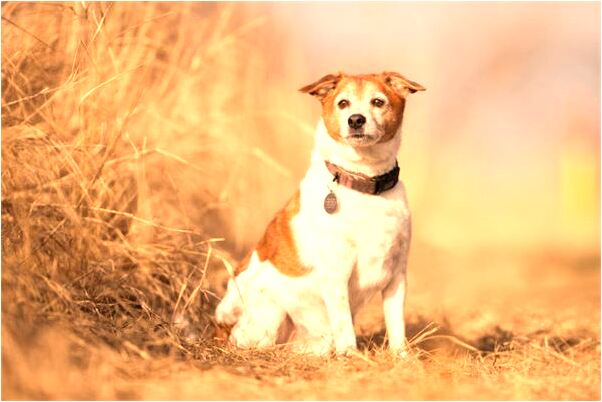 夢見眼冒金光代表著什麼_周公解夢官網