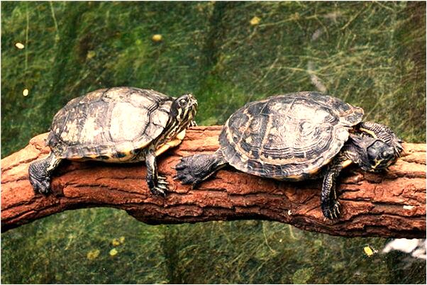 夢到蛇在房頂是什麼意思？_周公解夢官網