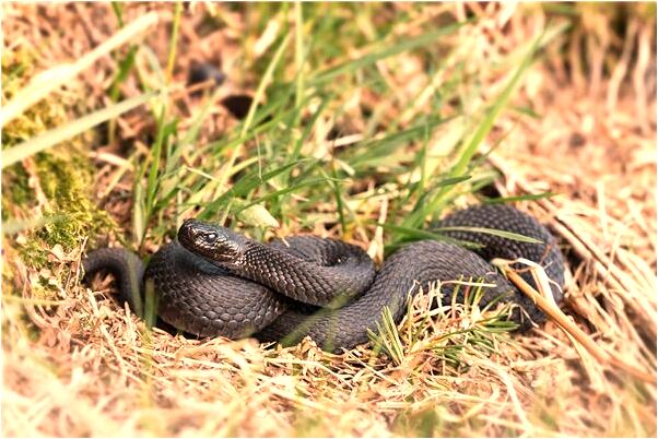 夢到別人的墳地代表什麼_周公解夢官網